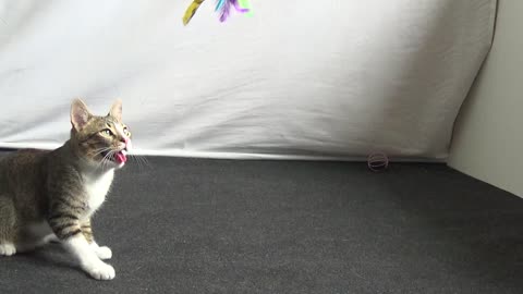 Funny Little Cat Jumps to Catch the Feather Toy