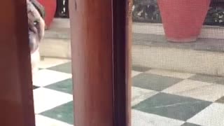Fat pug dog struggles to open wooden door