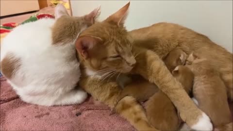 Kittens have two breasts - Dos madres para los gatitos