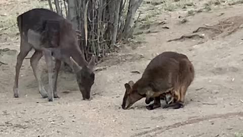 Drought Brings Unlikely Friends Together