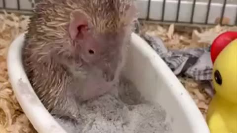 How a hedgehog bathes 😊