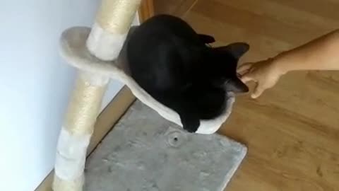 Cat sitting on tree house ends up breaking it and falls