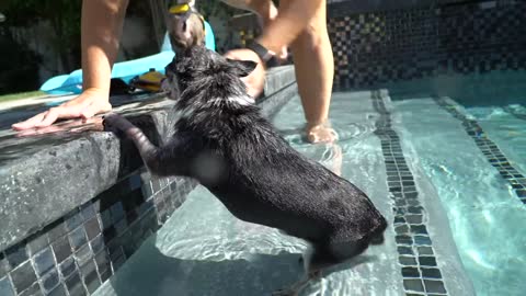 Teaching My Dogs How To Swim