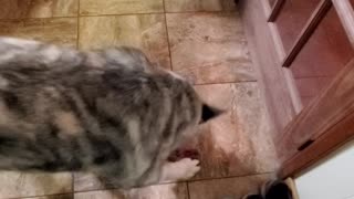 Akira the American Akita wants to play tug of war