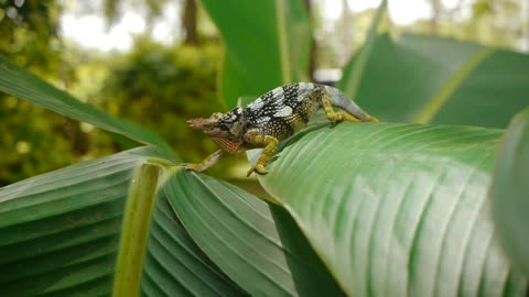 chameleon two horned