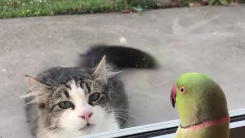 Parrot Plays Peek-a-Boo with Neighbors Cat || ViralHog