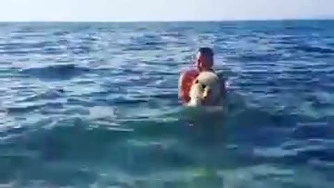 Chow Chow - Swimming!