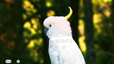 Unbrella Cockatoo Parrot | Resolution Bird | Wild Cockatoo