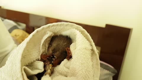Rescued baby squirrel try to eat