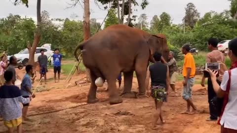 Elephant Gives Birth #elephant #birth