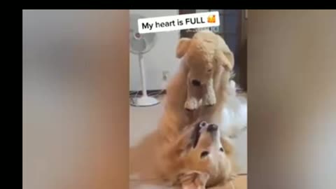Dog is fascinated with new teddy bear