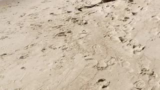 Cerebellar Hypoplasia Golden Retriever's First Beach Experience