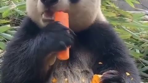 Funny animal eats carrots