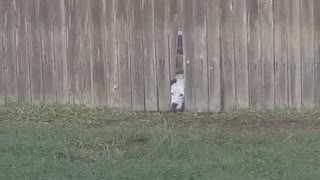 Nosy Neighbor Dog Wants To Come And Play