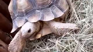 Fast cute turtle
