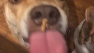 Brown dog can't lick peanut butter off nose