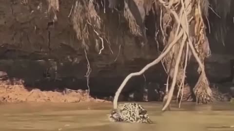 South africa forest leopard hunting crocodile