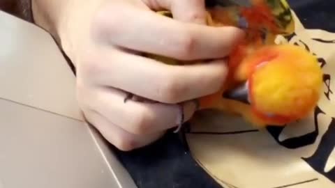 Cute little parrot snuggles with his owner
