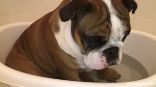 Bulldog wants to take nap in bath tub, won't get out