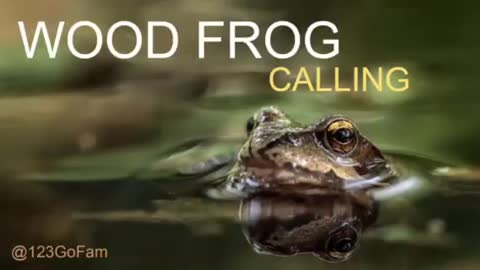 Wood Frog Calling