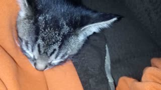 Cat nap #1