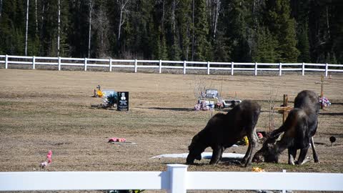 Are these moose praying at a cemetery grave site?