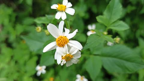 Beautiful white flower