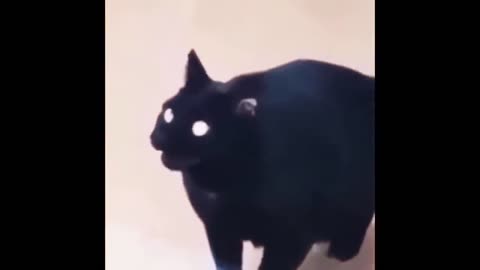 very funny cat