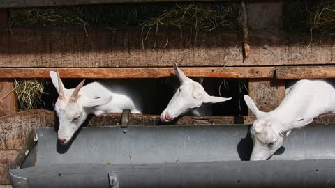 Three Young Goat Eating The Grain In Mettle Pot...