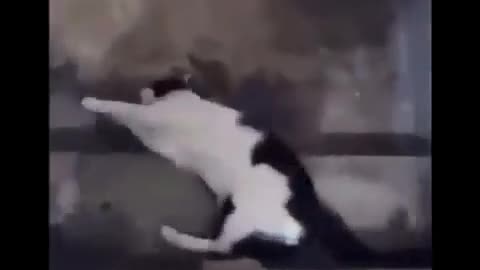 Watch a man teach his cat martial arts