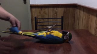 Macaw Parrot Loves Dog Toy