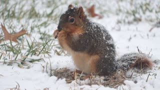 Squirrel Foraging in Snow