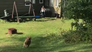 Brown dog jumping and fetching ball