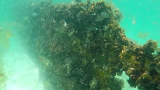 Snorkeling a Shipwrecked Schooner near Destin