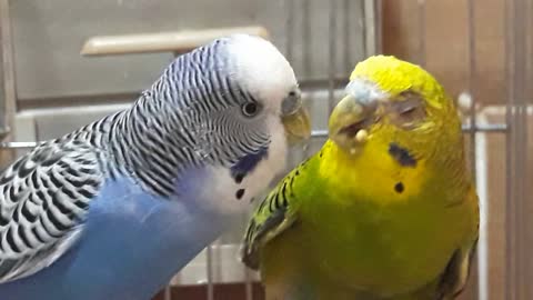 Cutest Couple Of Parakeets