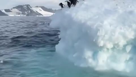 Beautiful 🐧🐧jumping in ocean