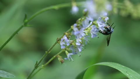 A phantom blue bee that brings happiness to those who see it