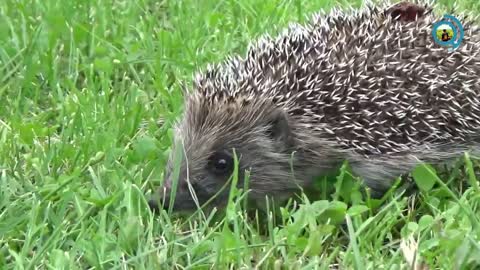 Adorable Hedgehog Looking For Food