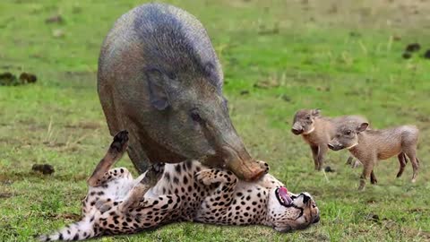 OMG !!! Chew the Cheetah head -- angry mother warthog killed Cheetah to save her baby