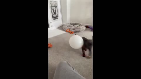 Happy puppy adorably overjoyed with new balloon