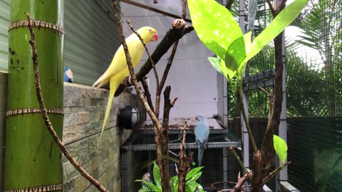 Parrots birds