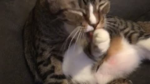 Cute Cat Washes Face