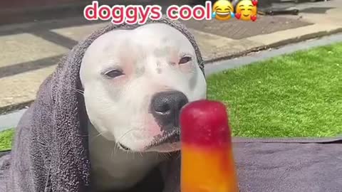 just be cool dog training