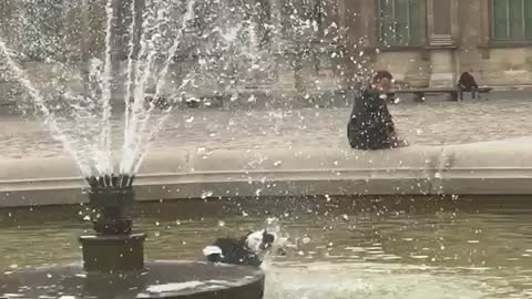 Dog plays in the Louvre Fountain in Paris