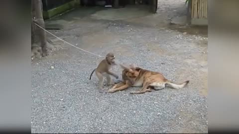 FUNNY MONKEY Fun, Pranks, Jokes, Humor