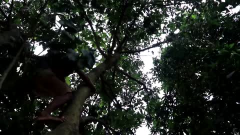 Adventure in forest - Find Fruit In The Jungle - Eating santol delicious