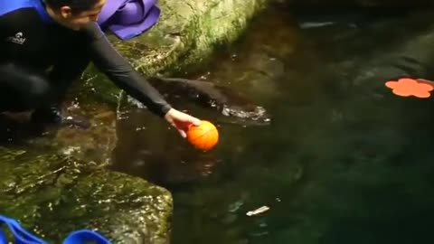 Orphan otter takes plunge solo, gets new name