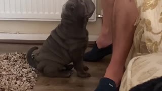 Adorable Shar Pei is confused by standoffish owner