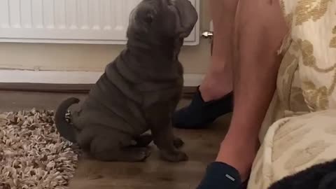Adorable Shar Pei is confused by standoffish owner