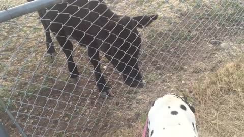 Cow desperately wants to play with Dalmatian